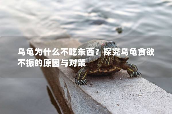 乌龟为什么不吃东西？探究乌龟食欲不振的原因与对策