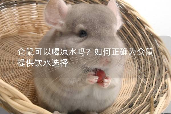 仓鼠可以喝凉水吗？如何正确为仓鼠提供饮水选择