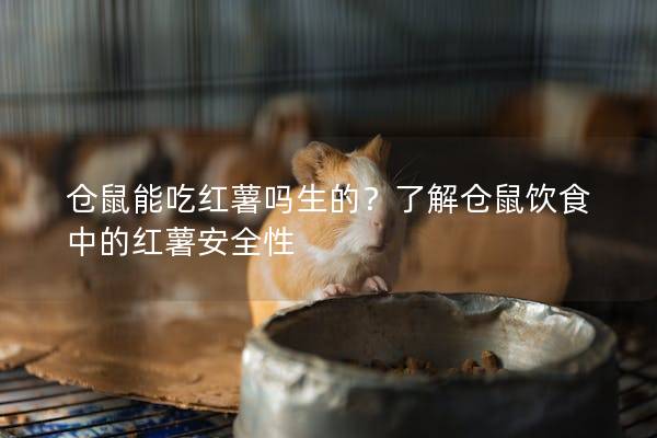 仓鼠能吃红薯吗生的？了解仓鼠饮食中的红薯安全性