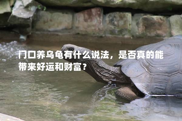 门口养乌龟有什么说法，是否真的能带来好运和财富？