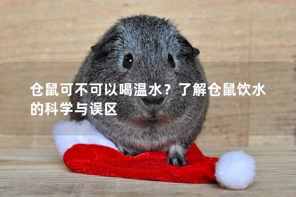 仓鼠可不可以喝温水？了解仓鼠饮水的科学与误区