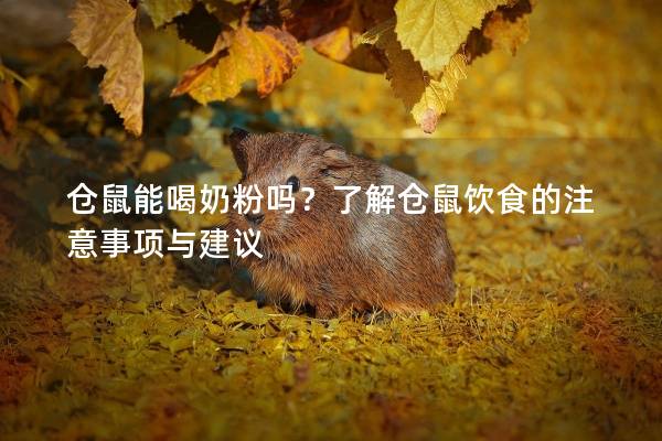 仓鼠能喝奶粉吗？了解仓鼠饮食的注意事项与建议