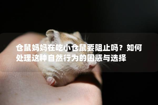 仓鼠妈妈在吃小仓鼠要阻止吗？如何处理这种自然行为的困惑与选择