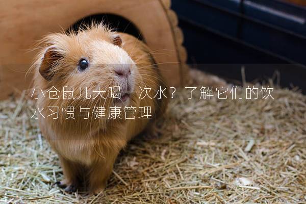 小仓鼠几天喝一次水？了解它们的饮水习惯与健康管理