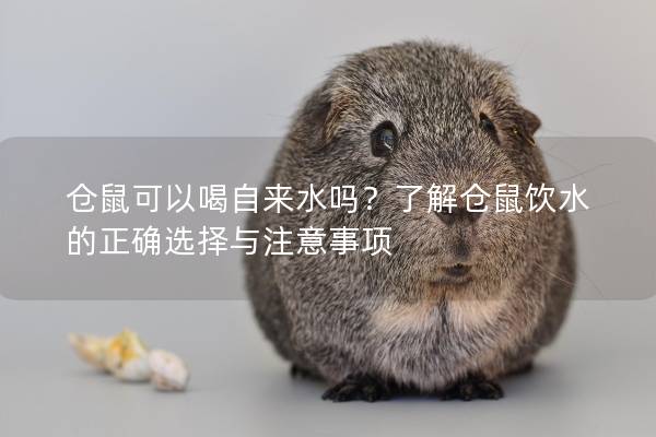 仓鼠可以喝自来水吗？了解仓鼠饮水的正确选择与注意事项
