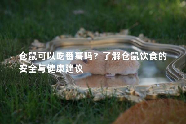 仓鼠可以吃番薯吗？了解仓鼠饮食的安全与健康建议