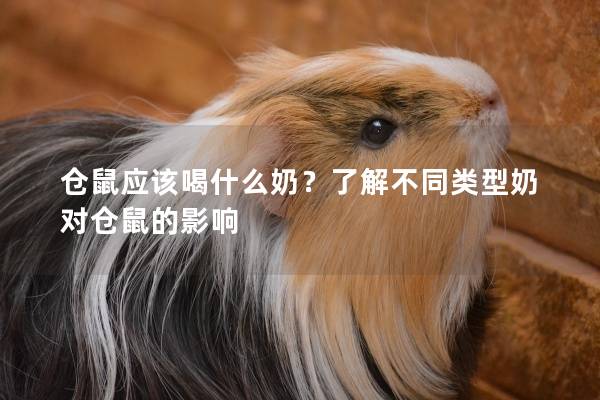 仓鼠应该喝什么奶？了解不同类型奶对仓鼠的影响