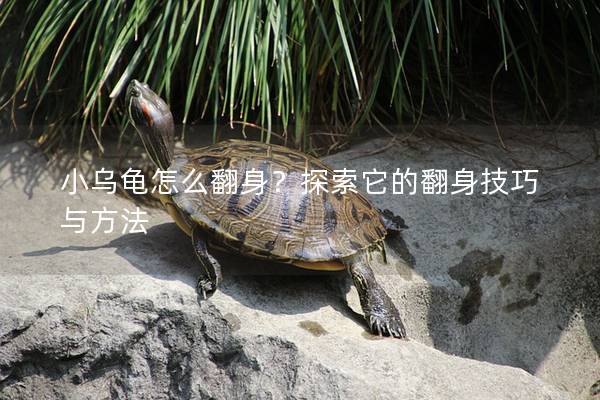 小乌龟怎么翻身？探索它的翻身技巧与方法
