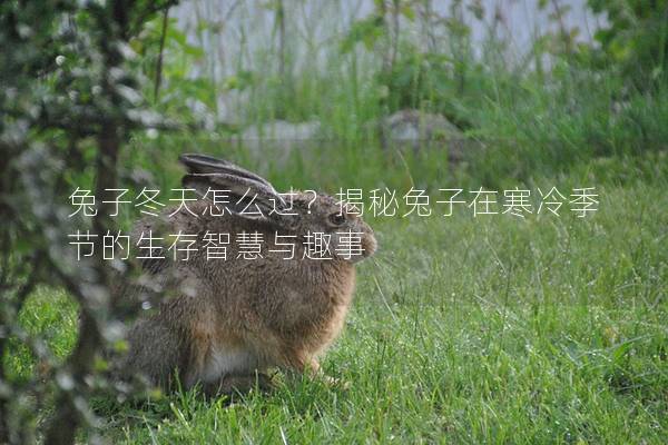 兔子冬天怎么过？揭秘兔子在寒冷季节的生存智慧与趣事