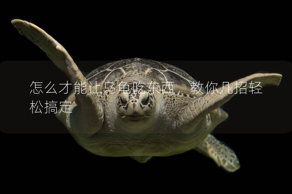 怎么才能让乌龟吃东西，教你几招轻松搞定