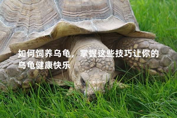 如何饲养乌龟，掌握这些技巧让你的乌龟健康快乐