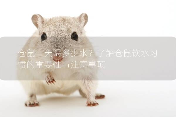 仓鼠一天喝多少水？了解仓鼠饮水习惯的重要性与注意事项