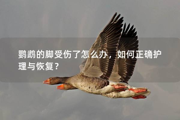 鹦鹉的脚受伤了怎么办，如何正确护理与恢复？