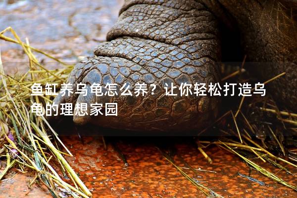 鱼缸养乌龟怎么养？让你轻松打造乌龟的理想家园