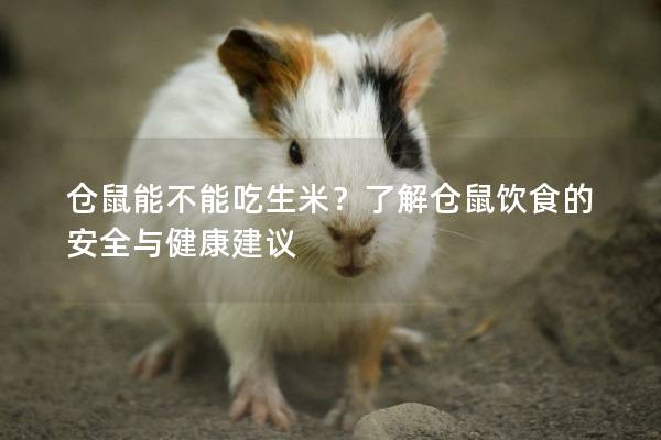 仓鼠能不能吃生米？了解仓鼠饮食的安全与健康建议