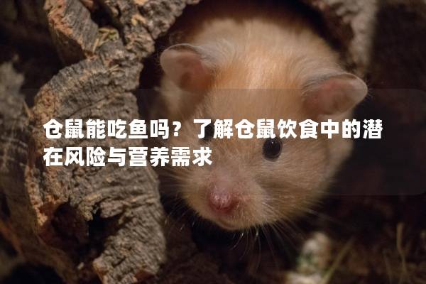 仓鼠能吃鱼吗？了解仓鼠饮食中的潜在风险与营养需求