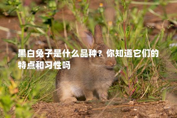 黑白兔子是什么品种？你知道它们的特点和习性吗