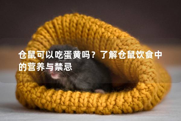 仓鼠可以吃蛋黄吗？了解仓鼠饮食中的营养与禁忌