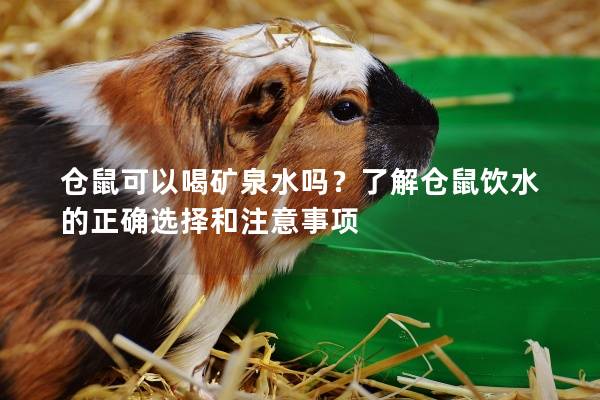 仓鼠可以喝矿泉水吗？了解仓鼠饮水的正确选择和注意事项