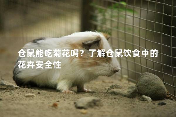 仓鼠能吃菊花吗？了解仓鼠饮食中的花卉安全性