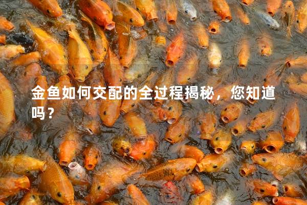 金鱼如何交配的全过程揭秘，您知道吗？