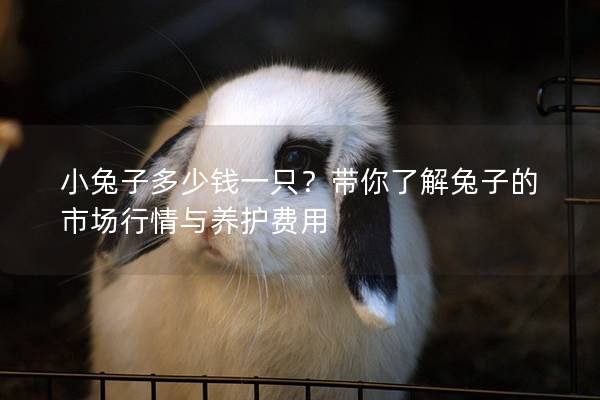 小兔子多少钱一只？带你了解兔子的市场行情与养护费用