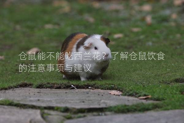 仓鼠能不能吃西兰花？了解仓鼠饮食的注意事项与建议