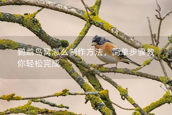 鹦鹉鸟窝怎么制作方法，简单步骤教你轻松完成