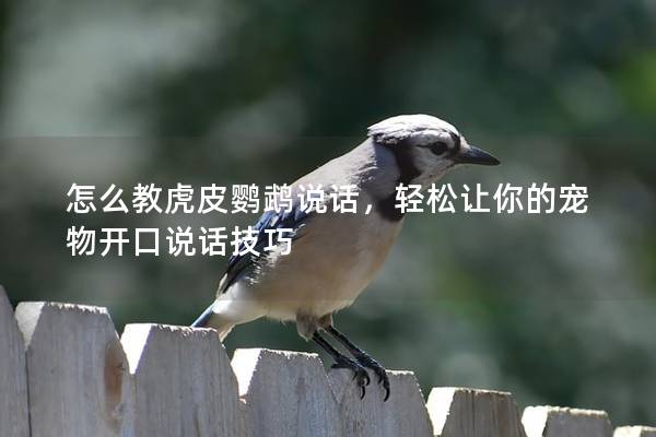 怎么教虎皮鹦鹉说话，轻松让你的宠物开口说话技巧