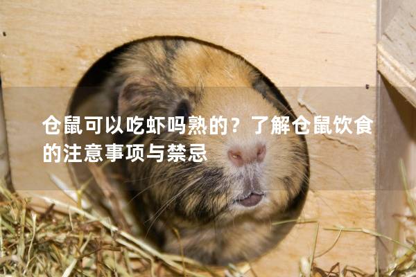 仓鼠可以吃虾吗熟的？了解仓鼠饮食的注意事项与禁忌