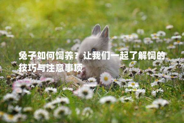 兔子如何饲养？让我们一起了解饲的技巧与注意事项