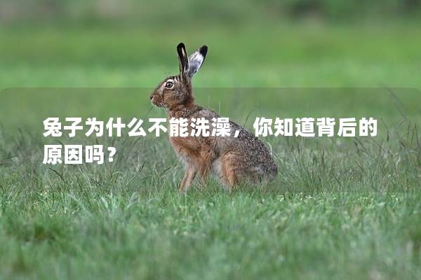 兔子为什么不能洗澡，你知道背后的原因吗？