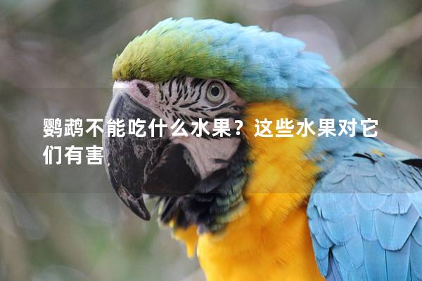 鹦鹉不能吃什么水果？这些水果对它们有害