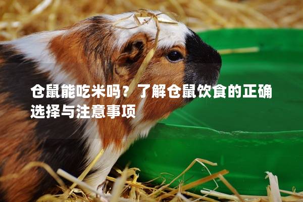 仓鼠能吃米吗？了解仓鼠饮食的正确选择与注意事项