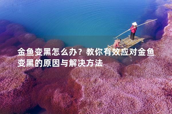 金鱼变黑怎么办？教你有效应对金鱼变黑的原因与解决方法