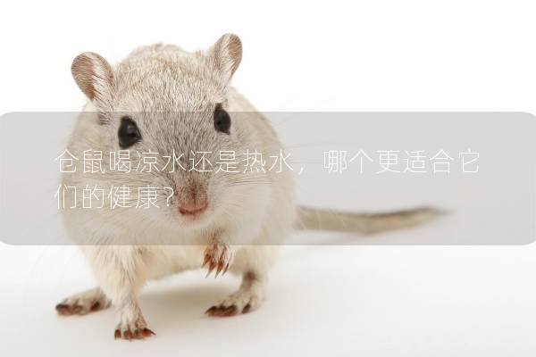 仓鼠喝凉水还是热水，哪个更适合它们的健康？