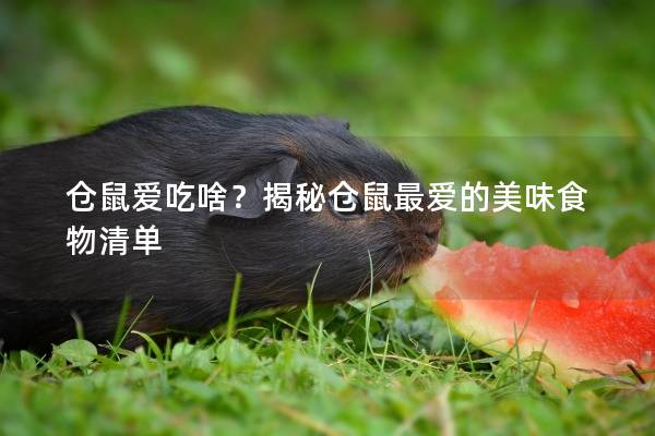 仓鼠爱吃啥？揭秘仓鼠最爱的美味食物清单