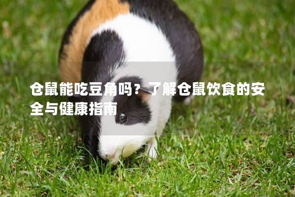 仓鼠能吃豆角吗？了解仓鼠饮食的安全与健康指南