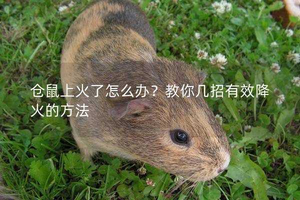 仓鼠上火了怎么办？教你几招有效降火的方法