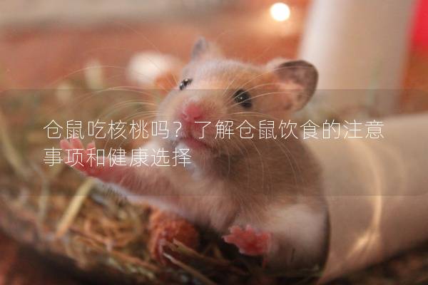 仓鼠吃核桃吗？了解仓鼠饮食的注意事项和健康选择