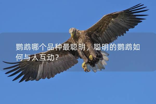 鹦鹉哪个品种最聪明，聪明的鹦鹉如何与人互动？