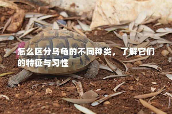 怎么区分乌龟的不同种类，了解它们的特征与习性