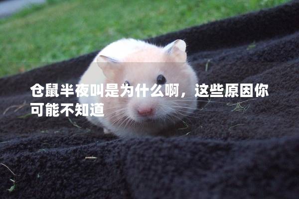 仓鼠半夜叫是为什么啊，这些原因你可能不知道