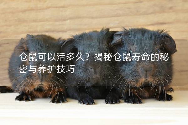 仓鼠可以活多久？揭秘仓鼠寿命的秘密与养护技巧