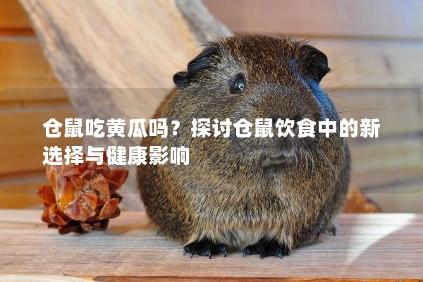 仓鼠吃黄瓜吗？探讨仓鼠饮食中的新选择与健康影响