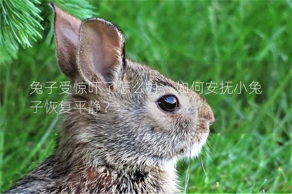 兔子受惊吓了怎么办，如何安抚小兔子恢复平静？