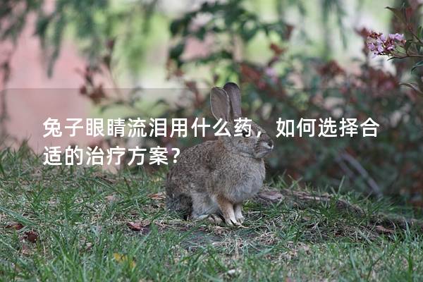 兔子眼睛流泪用什么药，如何选择合适的治疗方案？