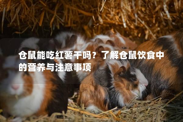 仓鼠能吃红薯干吗？了解仓鼠饮食中的营养与注意事项