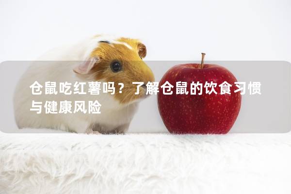 仓鼠吃红薯吗？了解仓鼠的饮食习惯与健康风险