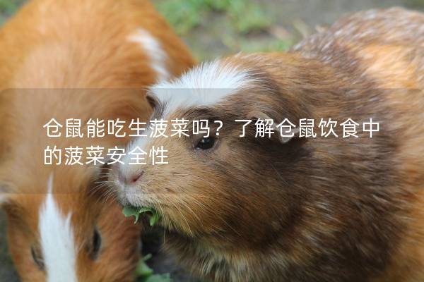 仓鼠能吃生菠菜吗？了解仓鼠饮食中的菠菜安全性